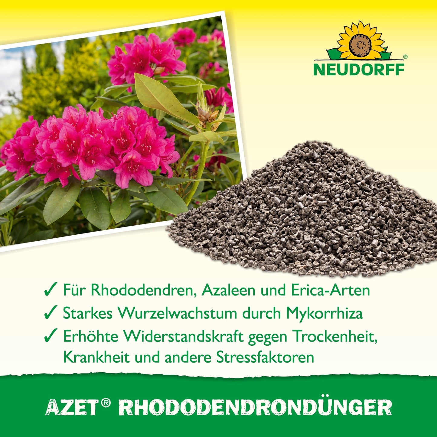 Tá carn de Azet RhododendronDünger de Neudorff Shop in aice le Rhododendron bándearg blátha. Tá an téacs thíos ag cur síos ar bhuntáistí Rhododendron, Azaleen agus Eriken. Tá an lógó Neudorff le feiceáil ar barr.
