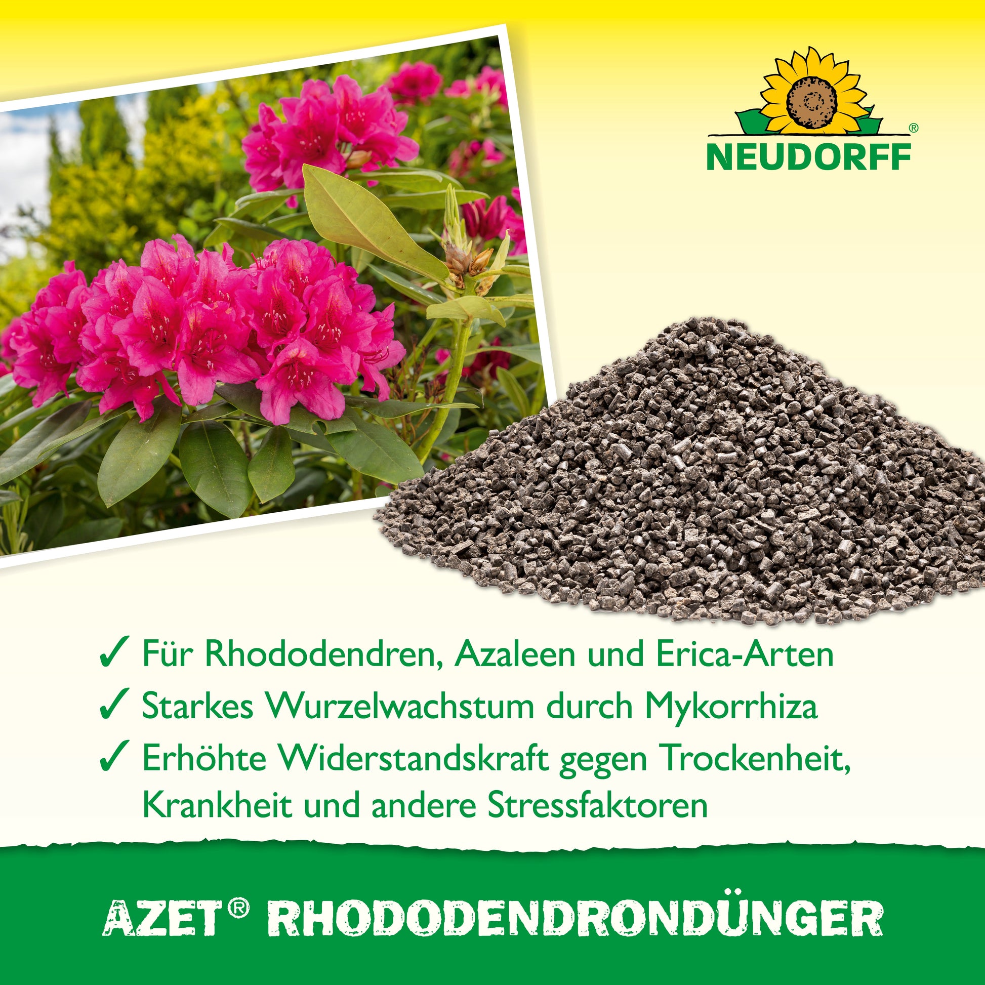 Ein Stapel Azet RhododendronDünger von Neudorff Shop liegt neben einem blühenden rosa Rhododendron. Der Text darunter beschreibt die Vorteile von Rhododendron, Azaleen und Eriken. Oben ist das Neudorff-Logo zu sehen.