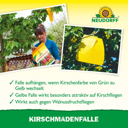 During the cherry harvest, a person hangs a Neudorff Shop cherry maggot trap on a cherry tree. Inset: Close-up of insects caught in the yellow trap, protecting ripe cherries from cherry fruit flies and walnut fruit flies.