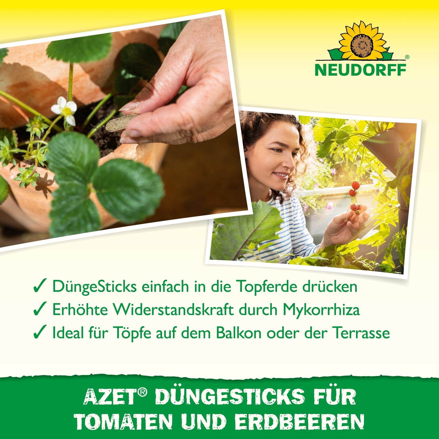 Two images: One shows hands inserting Neudorff Shop Azet fertilizer sticks for tomatoes & strawberries into the soil near strawberries; the other shows a hand picking a tomato. The text highlights fertilizer sticks for tomatoes and strawberries. The Neudorff logo is visible.