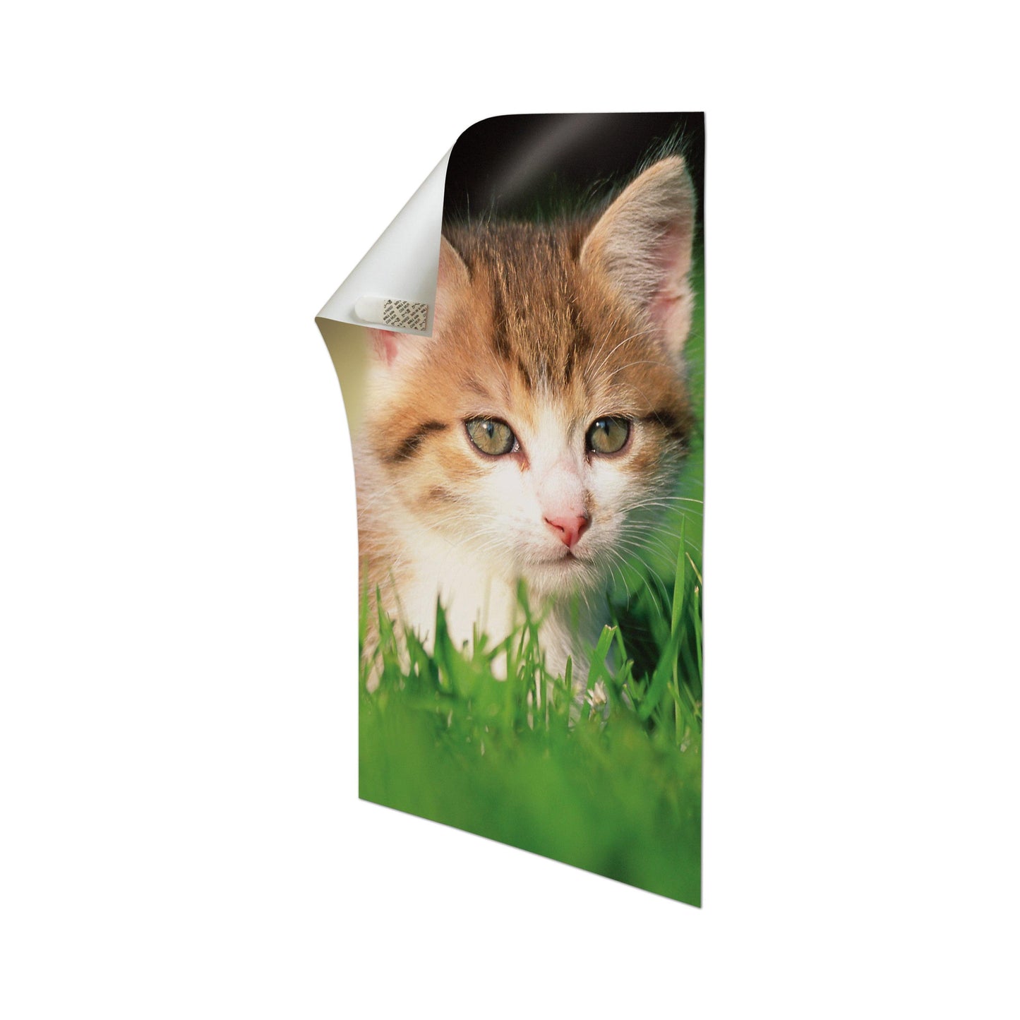 A printed sheet with a rolled-up top corner shows a close-up of a tabby kitten in the green grass. With the 3M Deutschland GmbH Command™ Poster Strips 17024 for residue-free mounting, it can easily be attached to any white background.